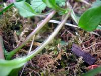 Stellaire - poils (Photo F. Mrugala)